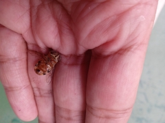 Palpada vinetorum