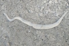 Hydrophis schistosus