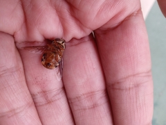 Palpada vinetorum