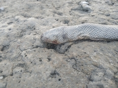 Hydrophis schistosus