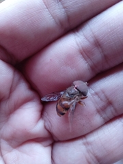 Palpada vinetorum