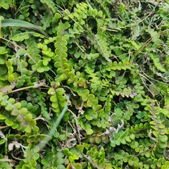 Blechnum blechnoides