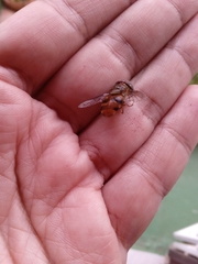 Palpada vinetorum