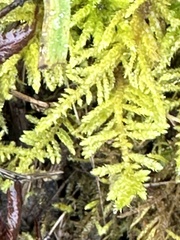 Kindbergia oregana