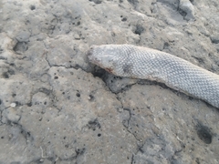 Hydrophis schistosus