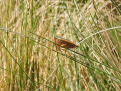 Edessa rufomarginata