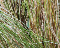 Edessa rufomarginata