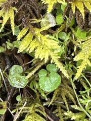 Kindbergia oregana