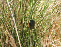 Edessa rufomarginata