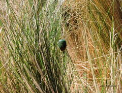 Edessa rufomarginata