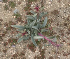 Penstemon centranthifolius