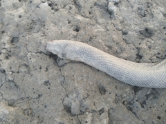 Hydrophis schistosus