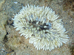 Heteractis