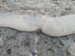 Hydrophis schistosus