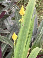 Trimezia steyermarkii