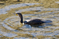 Phalacrocorax carbo hanedae