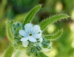 Cryptantha intermedia