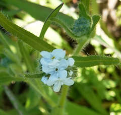 Cryptantha intermedia