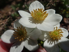 Anemonastrum sibiricum