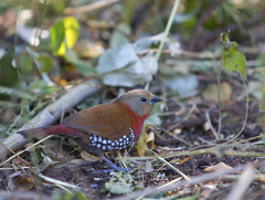 Hypargos niveoguttatus
