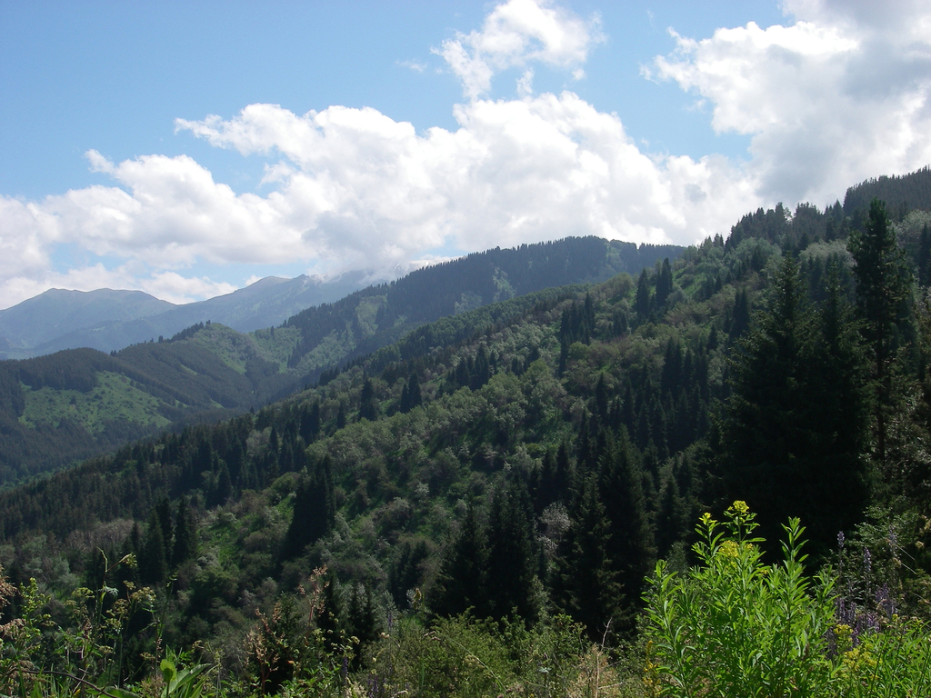 Euphorbia lamprocarpa; photograph Oleg Kosterin, CC BY, iNaturalist via GBIF