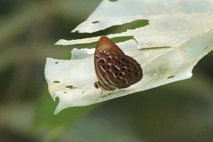 Taxila haquinus