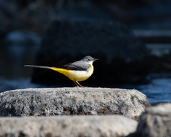 Motacilla cinerea cinerea