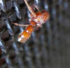 Ponerinae