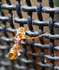 Ponerinae