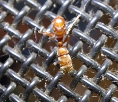 Ponerinae