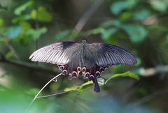 Papilio bianor