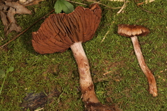 Cortinarius torvus