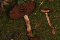 Cortinarius torvus