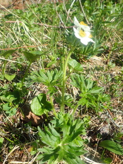 Anemonastrum sibiricum