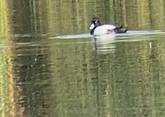 Aythya affinis