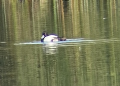 Aythya affinis