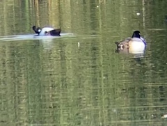 Aythya affinis