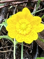 Ranunculus californicus