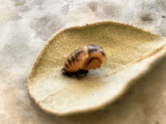 Harmonia