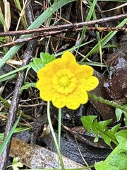 Ranunculus californicus