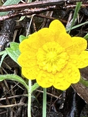 Ranunculus californicus