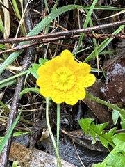 Ranunculus californicus