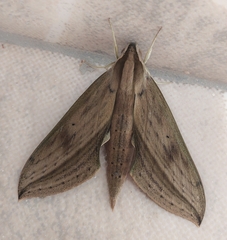 Xylophanes anubus