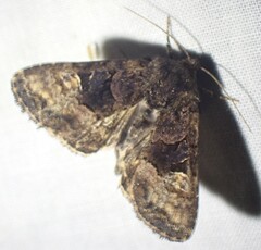 Euplexia benesimilis