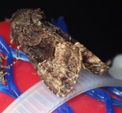Euplexia benesimilis