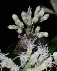 Eremobina leucoscelis