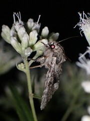 Eremobina leucoscelis