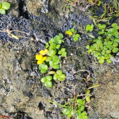 Ranunculus acaulis