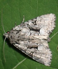 Eremobina leucoscelis