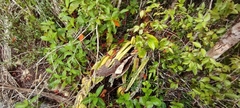 Hylocereeae